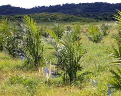 Jeune plantation agroforestière associant palmiers à huile et espèces forestières autochtones © A. Rival, Cirad